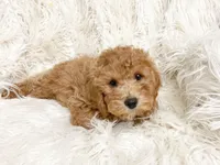 Maple, a female Cavapoo and Poodle - Miniature  for sale in Hampton, CT – 2 of 6