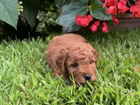 Charlie, a male Miniature Goldendoodle for sale in Hampton, CT – 2 of 4