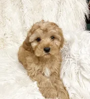 Biscuit , a male Cavapoo and Poodle - Miniature  for sale in Hampton, CT – 3 of 5