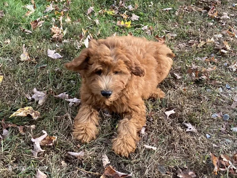 Gus – Miniature Goldendoodle puppy for sale in Hampton, CT