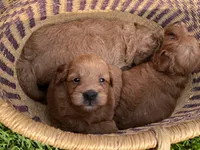 Penny, a female Miniature Goldendoodle for sale in Hampton, CT – 2 of 3
