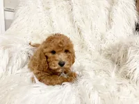 Maple, a female Cavapoo and Poodle - Miniature  for sale in Hampton, CT – 3 of 6