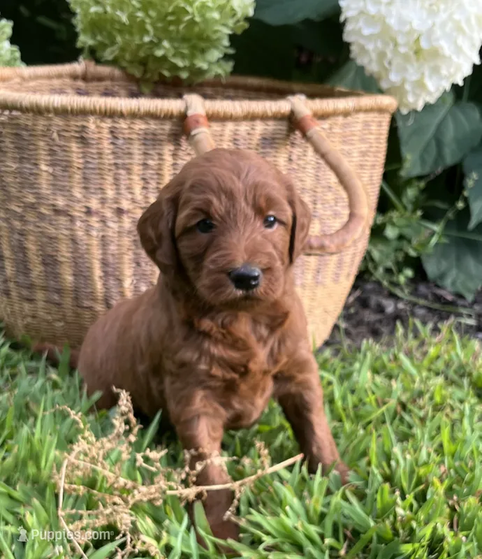 Mini Cinnamon – Miniature Goldendoodle puppy for sale in Hampton, CT