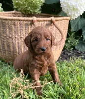 Mini Cinnamon, a female Miniature Goldendoodle for sale in Hampton, CT – 2 of 5