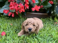 Rosie, a female Miniature Goldendoodle for sale in Hampton, CT – 2 of 2