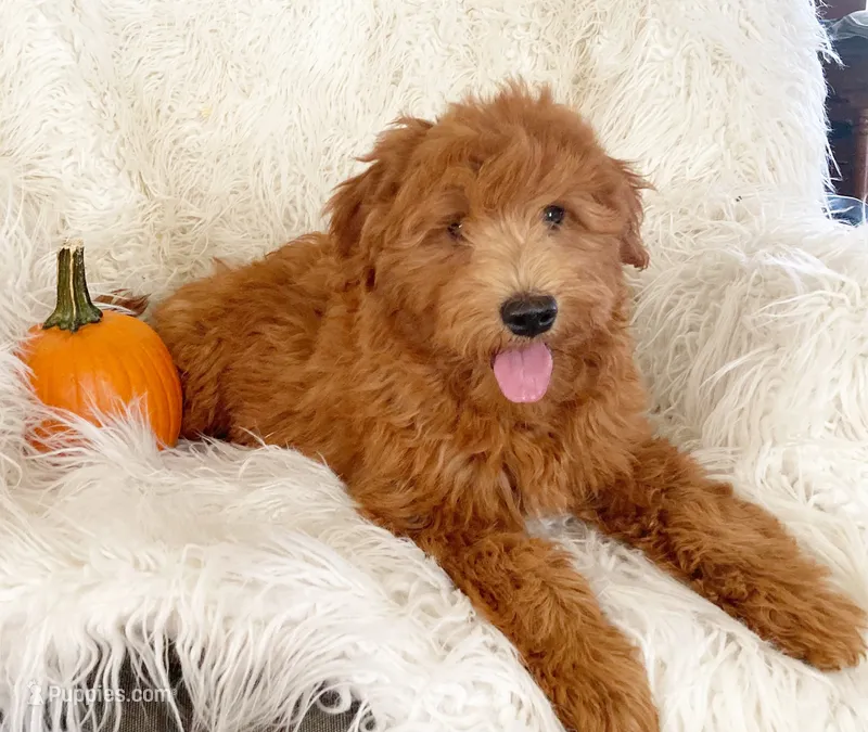 Gus – Miniature Goldendoodle puppy for sale in Hampton, CT