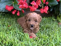 Poppi, a female Miniature Goldendoodle for sale in Hampton, CT – 3 of 3