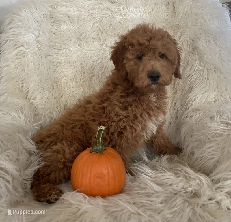 Rosie – Miniature Goldendoodle puppy for sale in Hampton, CT