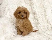 Pixie , a female Cavapoo and Poodle - Miniature  for sale in Hampton, CT – 3 of 8