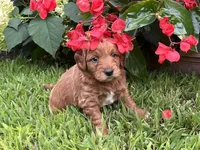 Teddy, a male Miniature Goldendoodle for sale in Hampton, CT – 2 of 5