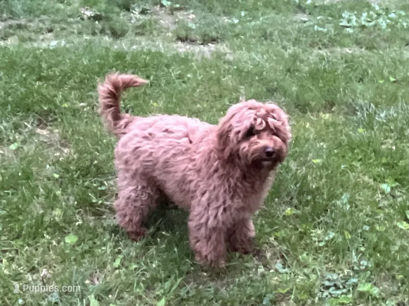 Benji – Cavapoo, Poodle - Miniature  puppy for sale in Hampton, CT