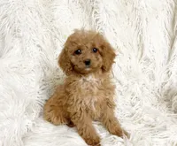 Pixie , a female Cavapoo and Poodle - Miniature  for sale in Hampton, CT – 7 of 8