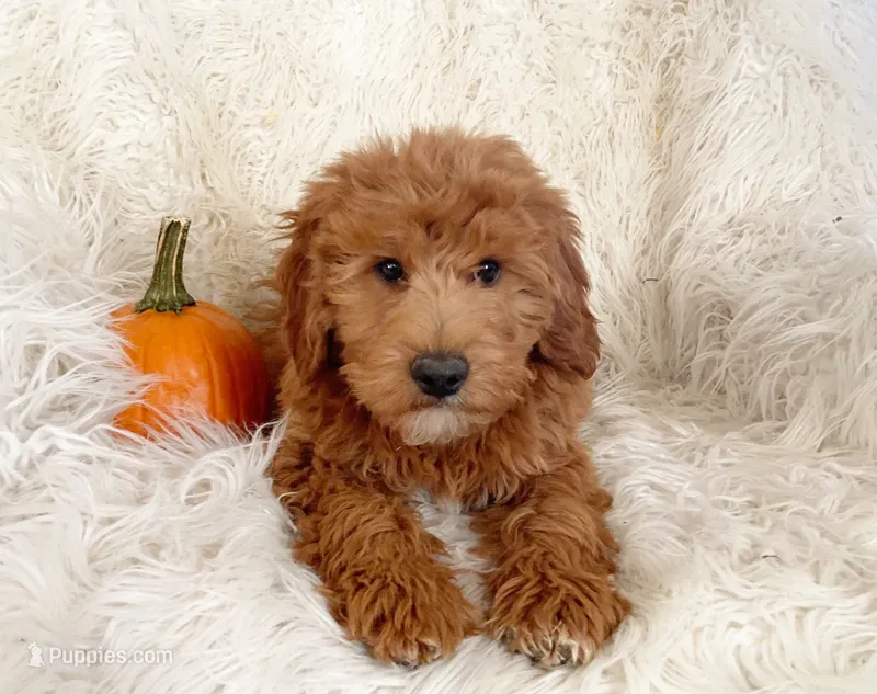 Teddy – Miniature Goldendoodle puppy for sale in Hampton, CT