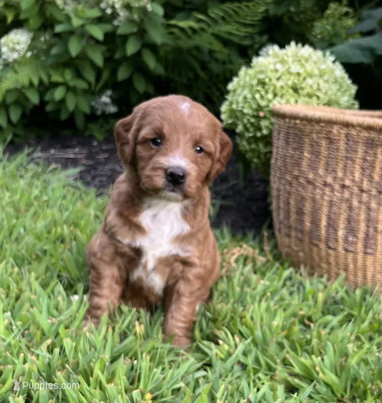 Mini Lucy – Miniature Goldendoodle puppy for sale in Hampton, CT