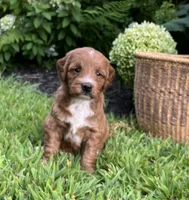 Mini Lucy, a female Miniature Goldendoodle for sale in Hampton, CT – 1 of 3
