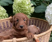 Mini Cinnamon, a female Miniature Goldendoodle for sale in Hampton, CT – 3 of 5