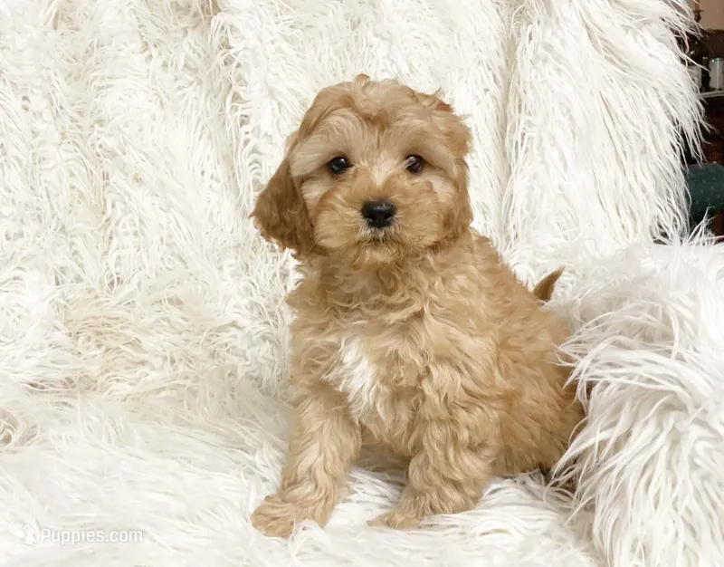 Biscuit  – Cavapoo, Poodle - Miniature  puppy for sale in Hampton, CT