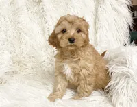 Biscuit , a male Cavapoo and Poodle - Miniature  for sale in Hampton, CT – 1 of 5