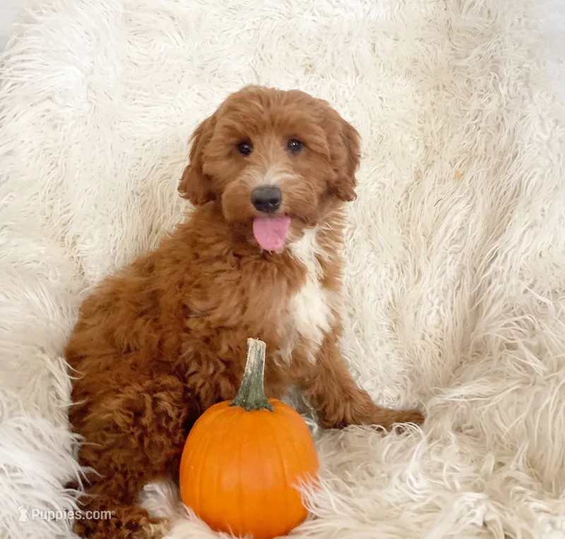 Mini Lucy – Miniature Goldendoodle puppy for sale in Hampton, CT