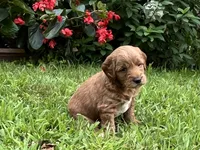 Teddy, a male Miniature Goldendoodle for sale in Hampton, CT – 3 of 5