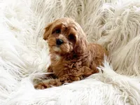 Jane, a female Cavapoo and Poodle - Miniature  for sale in Hampton, CT – Photo 1 of 3