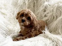 Jane, a female Cavapoo and Poodle - Miniature  for sale in Hampton, CT – Photo 2 of 3