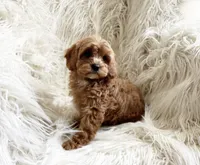 Jane, a female Cavapoo and Poodle - Miniature  for sale in Hampton, CT – Photo 3 of 3