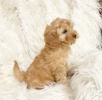 Biscuit , a male Cavapoo and Poodle - Miniature  for sale in Hampton, CT – 2 of 5