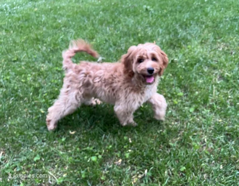 Tommy – Cavapoo, Poodle - Miniature  puppy for sale in Hampton, CT