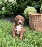 Mini Lucy, a female Miniature Goldendoodle for sale in Hampton, CT – 2 of 3