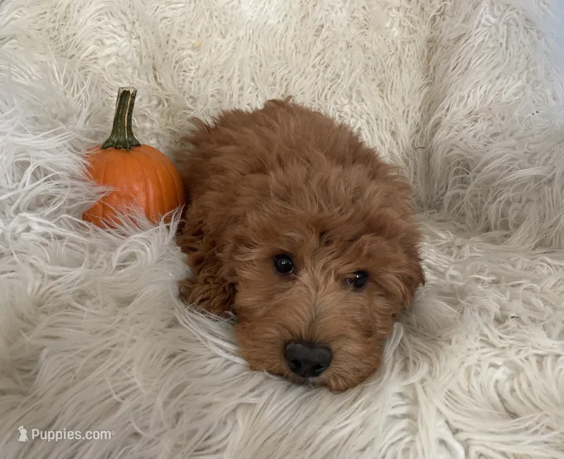 Teddy – Miniature Goldendoodle puppy for sale in Hampton, CT
