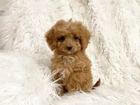 Pixie , a female Cavapoo and Poodle - Miniature  for sale in Hampton, CT – 8 of 8