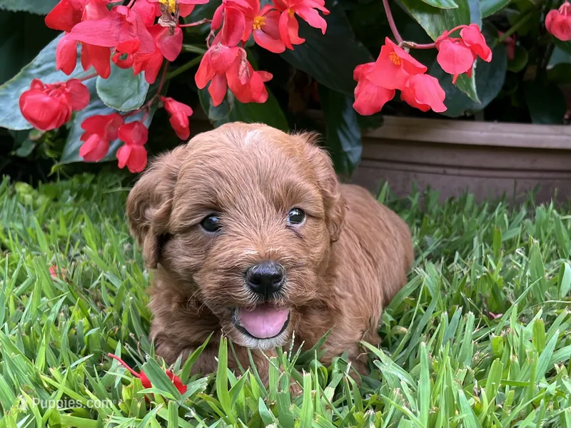 Poppi – Miniature Goldendoodle puppy for sale in Hampton, CT