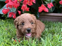 Poppi, a female Miniature Goldendoodle for sale in Hampton, CT – 1 of 3