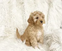 Biscuit , a male Cavapoo and Poodle - Miniature  for sale in Hampton, CT – 4 of 5