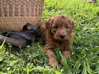 Gus, a male Miniature Goldendoodle for sale in Hampton, CT – 1 of 2