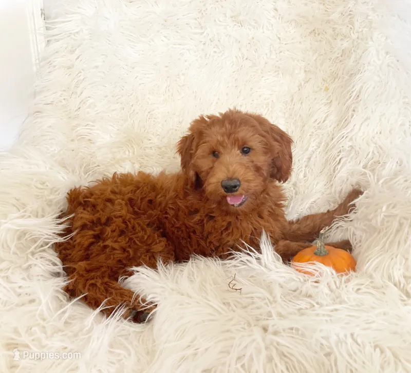 Mini Cinnamon – Miniature Goldendoodle puppy for sale in Hampton, CT