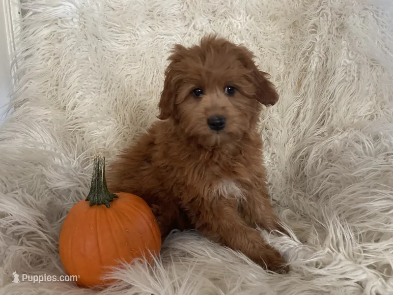 Penny – Miniature Goldendoodle puppy for sale in Hampton, CT