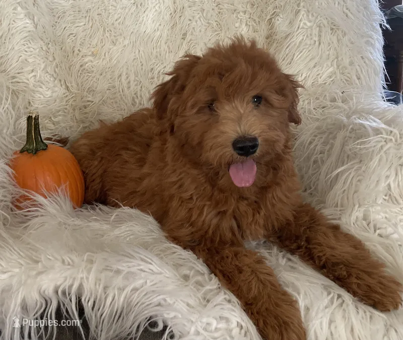 Gus – Miniature Goldendoodle puppy for sale in Hampton, CT