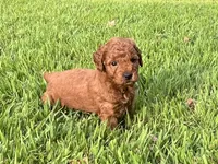 Charlie, a male Miniature Goldendoodle for sale in Hampton, CT – 3 of 4