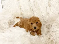 Maple, a female Cavapoo and Poodle - Miniature  for sale in Hampton, CT – 6 of 6