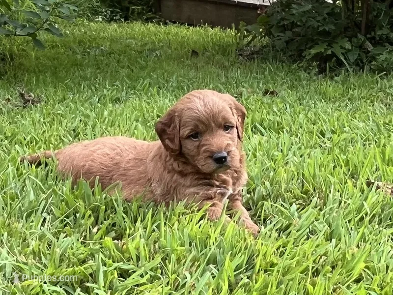 Teddy – Miniature Goldendoodle puppy for sale in Hampton, CT
