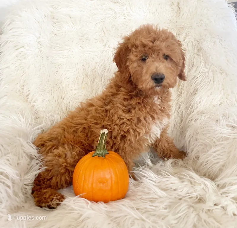 Rosie – Miniature Goldendoodle puppy for sale in Hampton, CT