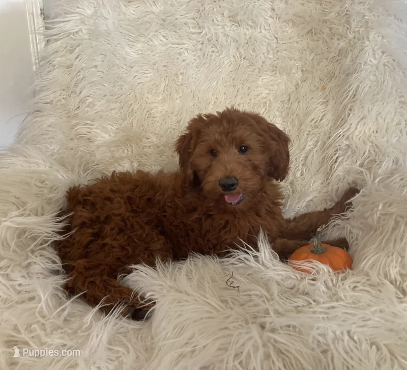 Mini Cinnamon – Miniature Goldendoodle puppy for sale in Hampton, CT