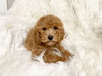 Maple, a female Cavapoo and Poodle - Miniature  for sale in Hampton, CT – 1 of 6