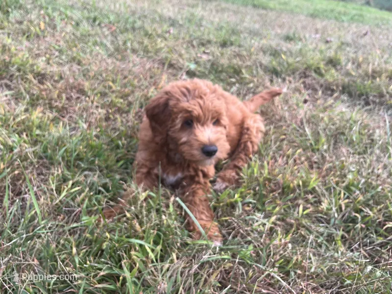 Teddy – Miniature Goldendoodle puppy for sale in Hampton, CT