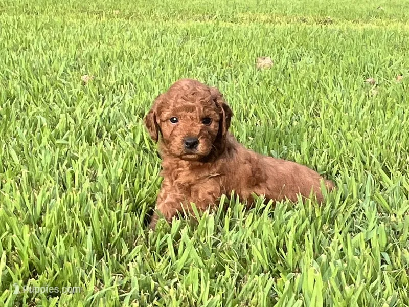 Charlie – Miniature Goldendoodle puppy for sale in Hampton, CT