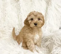 Biscuit , a male Cavapoo and Poodle - Miniature  for sale in Hampton, CT – 5 of 5