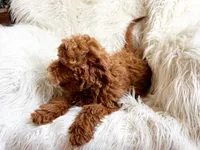 Milo, a male Miniature Goldendoodle for sale in Hampton, CT – Photo 4 of 5