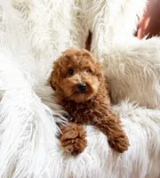 Milo, a male Miniature Goldendoodle for sale in Hampton, CT – Photo 2 of 5